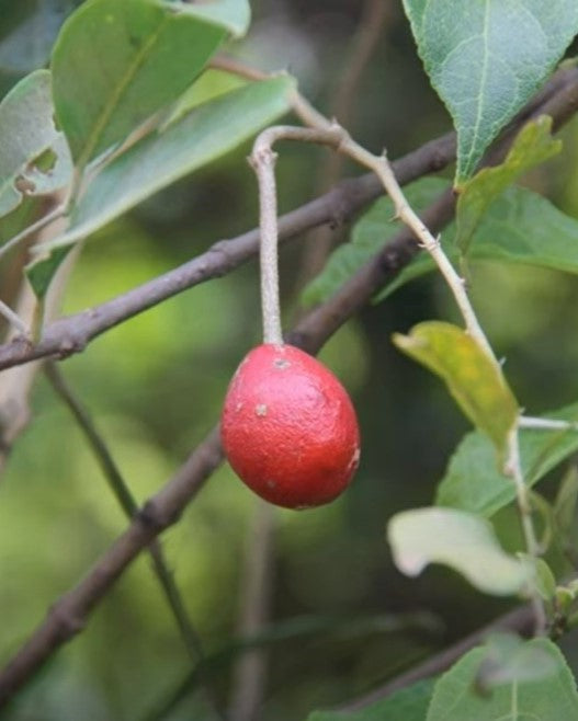 Capparis Zeylanica 10 Seeds, Edible Indian Ceylon Caper Climbing Shrub ...