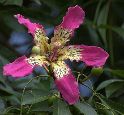 Ceiba Speciosa 10 Seeds, Hardy Pink Chorisia Kapok Silk Floss Tree