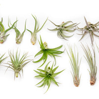 SALE - The Elegant Collection of Tillandsia Air Plants - Set of 10, 20, or 30 - 60% Off