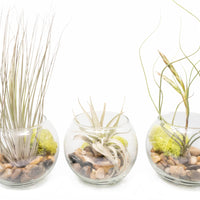 Complete Bubble Trio Terrariums with Tillandsia Juncea, Butzii, and Harrisii Air Plants