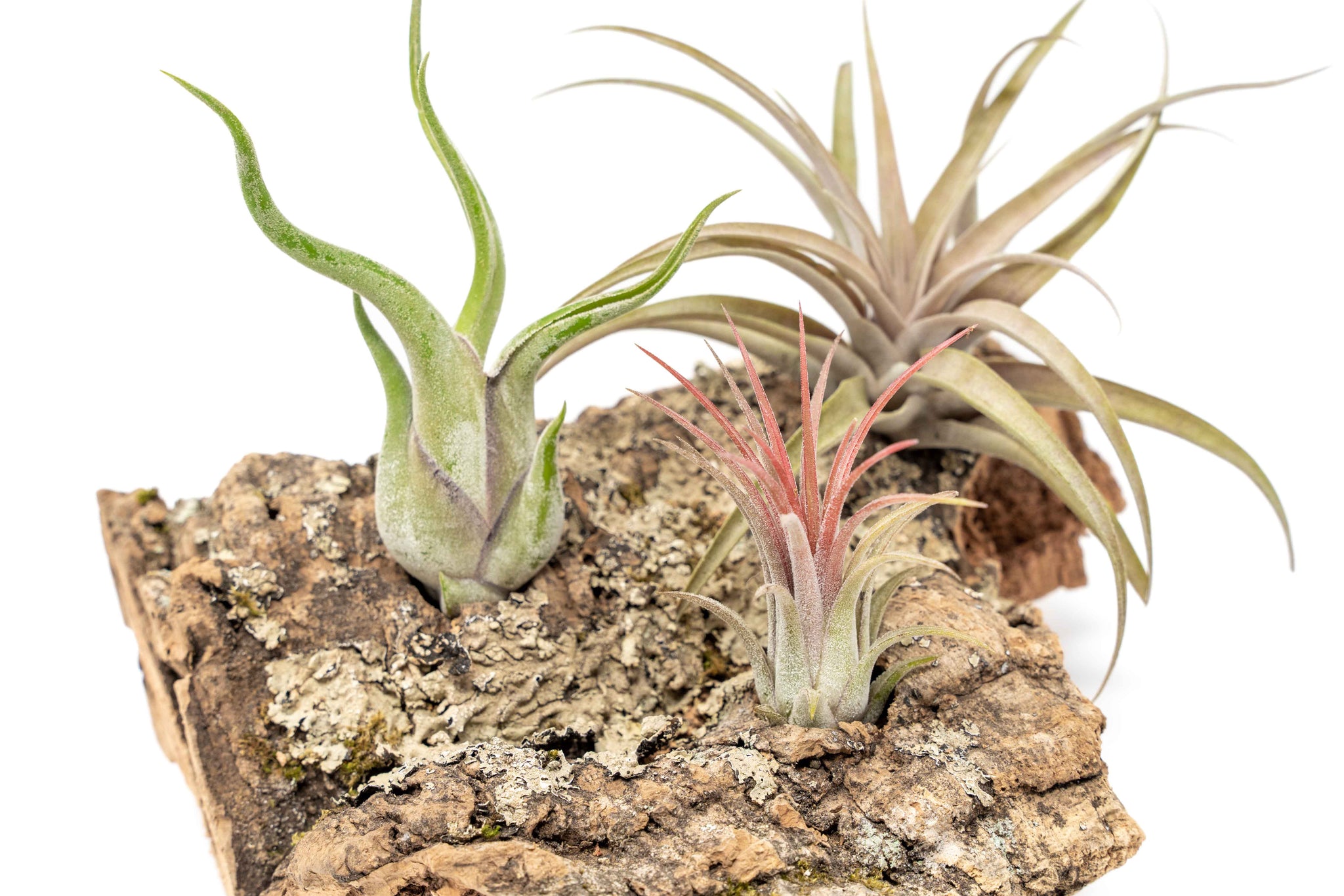 Medium Tabletop Cork Bark Display with 3 Tillandsia Air Plants | The ...