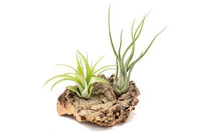 Small Tabletop Cork Bark Display with 2 Tillandsia Air Plants