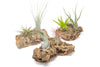 Small Tabletop Cork Bark Display with 2 Tillandsia Air Plants