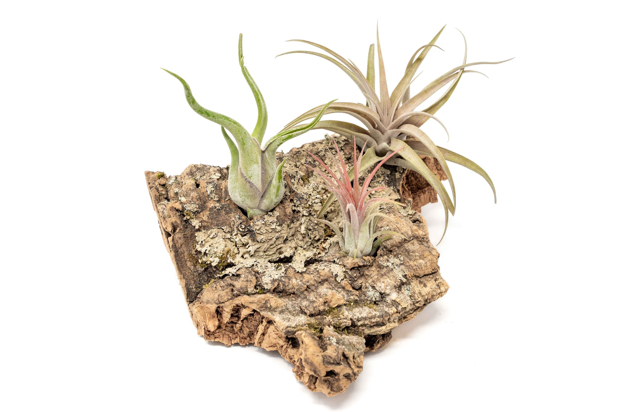 Medium Tabletop Cork Bark Display with 3 Tillandsia Air Plants | The ...