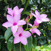 Cryptostegia Grandiflora 15 Seeds, Flowering Rubber Vine Climbing Shrub