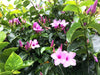 Cryptostegia Grandiflora 15 Seeds, Flowering Rubber Vine Climbing Shrub