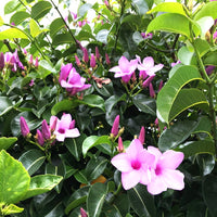 Cryptostegia Grandiflora 15 Seeds, Flowering Rubber Vine Climbing Shrub