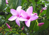 Cryptostegia Grandiflora 15 Seeds, Flowering Rubber Vine Climbing Shrub