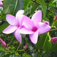 Cryptostegia Grandiflora 15 Seeds, Flowering Rubber Vine Climbing Shrub