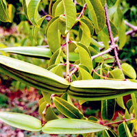 Cryptostegia Grandiflora 15 Seeds, Flowering Rubber Vine Climbing Shrub