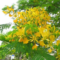 Delonix Regia Var. Flavida or Flava 10 Seeds, Yellow Golden Poinciana Tree