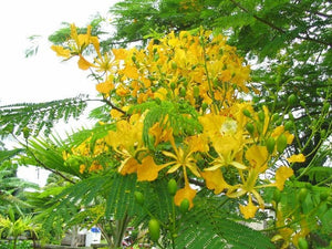 Delonix Regia Var. Flavida or Flava 10 Seeds, Yellow Golden Poinciana Tree