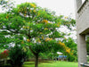 Delonix Regia Var. Flavida or Flava 10 Seeds, Yellow Golden Poinciana Tree