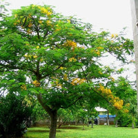 Delonix Regia Var. Flavida or Flava 10 Seeds, Yellow Golden Poinciana Tree