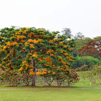 Delonix Regia Var. Flavida or Flava 10 Seeds, Yellow Golden Poinciana Tree