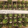 #EC01 EXACT Trichocereus Pachanoi Vilcabamba C X SASS Terschekii Cactus Seedling 2-3"