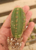 #EC01 EXACT Trichocereus Pachanoi Vilcabamba C X SASS Terschekii Cactus Seedling 2-3"