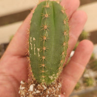 #EC01 EXACT Trichocereus Pachanoi Vilcabamba C X SASS Terschekii Cactus Seedling 2-3"