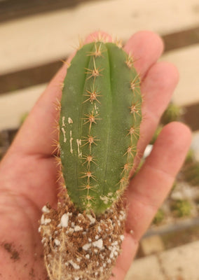 #EC01 EXACT Trichocereus Pachanoi Vilcabamba C X SASS Terschekii Cactus Seedling 2-3