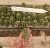 #EC01 EXACT Trichocereus Pachanoi Vilcabamba C X SASS Terschekii Cactus Seedling 2-3"