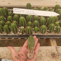 #EC01 EXACT Trichocereus Pachanoi Vilcabamba C X SASS Terschekii Cactus Seedling 2-3"