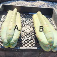 #EC02 EXACT Trichocereus Huanucoensis VOLTA Cactus Plant CUTTING 14"