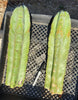 #EC02 EXACT Trichocereus Huanucoensis VOLTA Cactus Plant CUTTING 14"