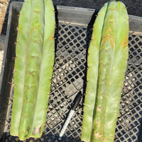 #EC02 EXACT Trichocereus Huanucoensis VOLTA Cactus Plant CUTTING 14"