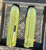 #EC02 EXACT Trichocereus Huanucoensis VOLTA Cactus Plant CUTTING 14"