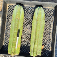 #EC02 EXACT Trichocereus Huanucoensis VOLTA Cactus Plant CUTTING 14"