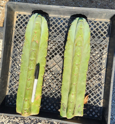 #EC02 EXACT Trichocereus Huanucoensis VOLTA Cactus Plant CUTTING 14