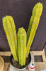 #EC03 exact Trichocereus Pachanoi "Prominent Cultivar" Cactus Plant 21, 20, 17”