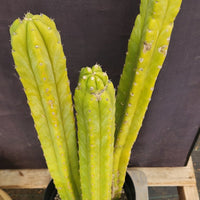 #EC03 exact Trichocereus Pachanoi "Prominent Cultivar" Cactus Plant 21, 20, 17”