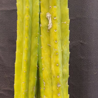 #EC03 exact Trichocereus Pachanoi "Prominent Cultivar" Cactus Plant 21, 20, 17”