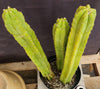 #EC03 exact Trichocereus Pachanoi "Prominent Cultivar" Cactus Plant 21, 20, 17”