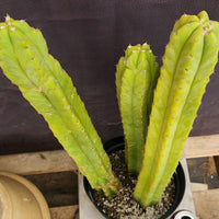 #EC03 exact Trichocereus Pachanoi "Prominent Cultivar" Cactus Plant 21, 20, 17”