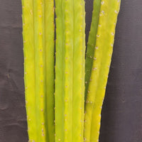 #EC03 exact Trichocereus Pachanoi "Prominent Cultivar" Cactus Plant 21, 20, 17”