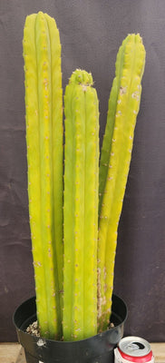 #EC03 exact Trichocereus Pachanoi 