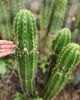 #EC04 EXACT Trichocereus Pachanoi Jiimz Long Spine Cactus 14-16"