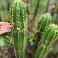 #EC04 EXACT Trichocereus Pachanoi Jiimz Long Spine Cactus 14-16"