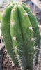 #EC04 EXACT Trichocereus Pachanoi Jiimz Long Spine Cactus 14-16"