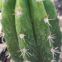 #EC04 EXACT Trichocereus Pachanoi Jiimz Long Spine Cactus 14-16"