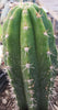 #EC04 EXACT Trichocereus Pachanoi Jiimz Long Spine Cactus 14-16"