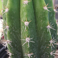 #EC04 EXACT Trichocereus Pachanoi Jiimz Long Spine Cactus 14-16"