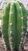 #EC04 EXACT Trichocereus Pachanoi Jiimz Long Spine Cactus 14-16"