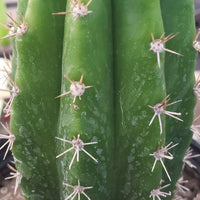 #EC04 EXACT Trichocereus Pachanoi Jiimz Long Spine Cactus 14-16"