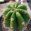 #EC04 EXACT Trichocereus Pachanoi Jiimz Long Spine Cactus 14-16"