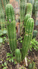 #EC04 EXACT Trichocereus Pachanoi Jiimz Long Spine Cactus 14-16"