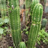 #EC04 EXACT Trichocereus Pachanoi Jiimz Long Spine Cactus 14-16"