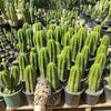 #EC04 EXACT Trichocereus Pachanoi Jiimz Long Spine Cactus 14-16"